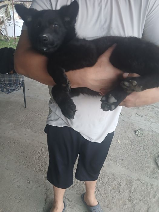 Продам немецкая овчарка 3 месяца