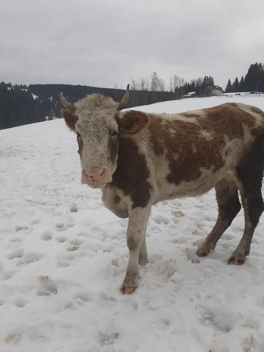 Doua vaci de vanzare