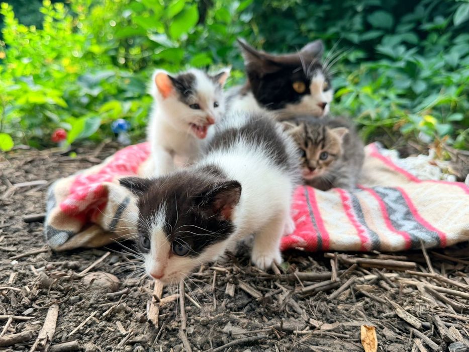 Котята в Добрые Руки!