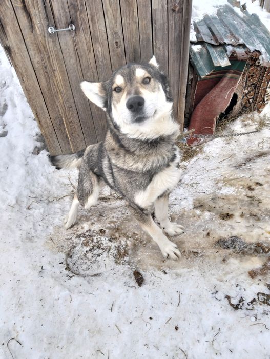 В поисках хозяина