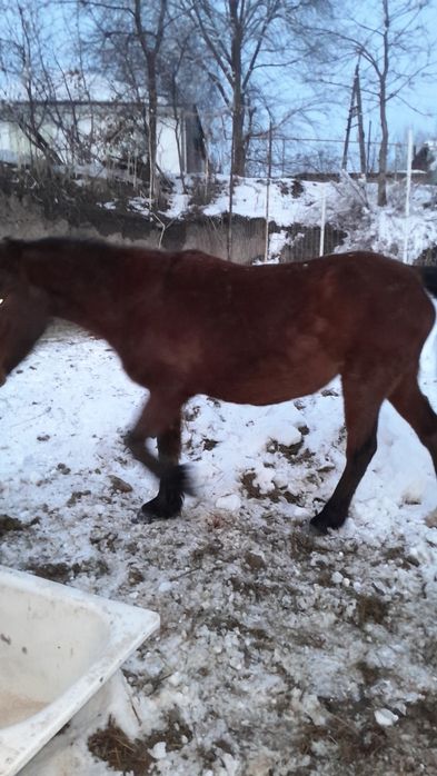 1Айгыр 1 буаз биемен