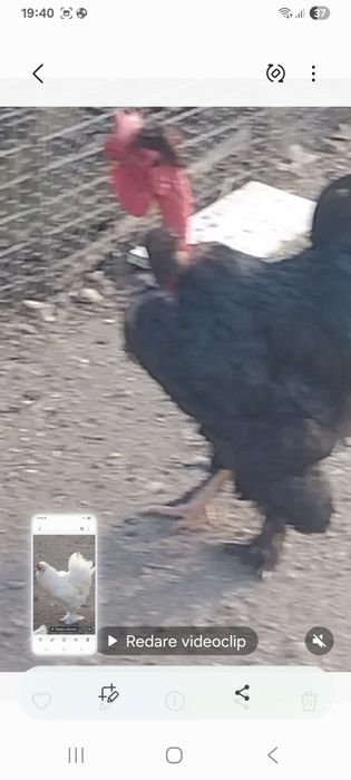 Vindem 3 cocosi din 5