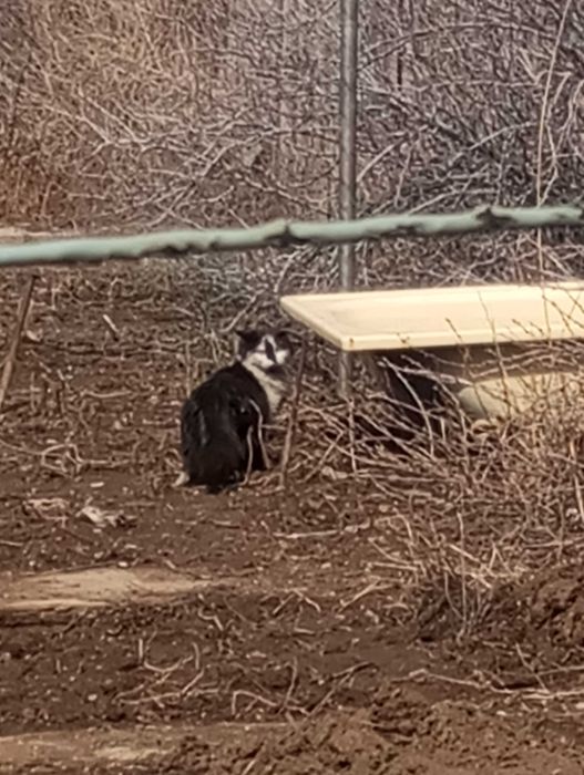 Отдам котенка даром