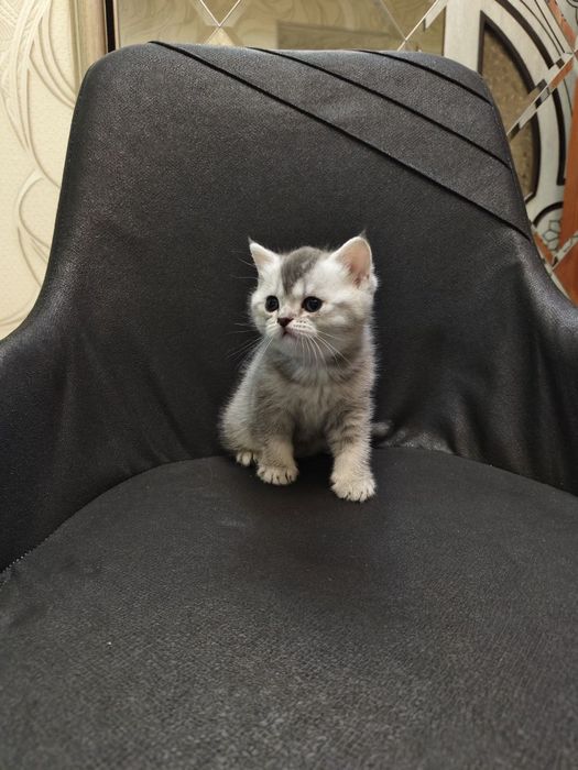 Продаётся котёнок скоттиш strike отравленный вязки девочка 1 месяц