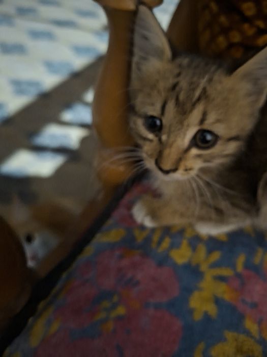 Отдам в добрые руки котёнка-девочку