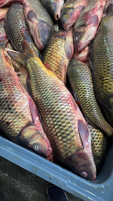 Свежий рыба свежий