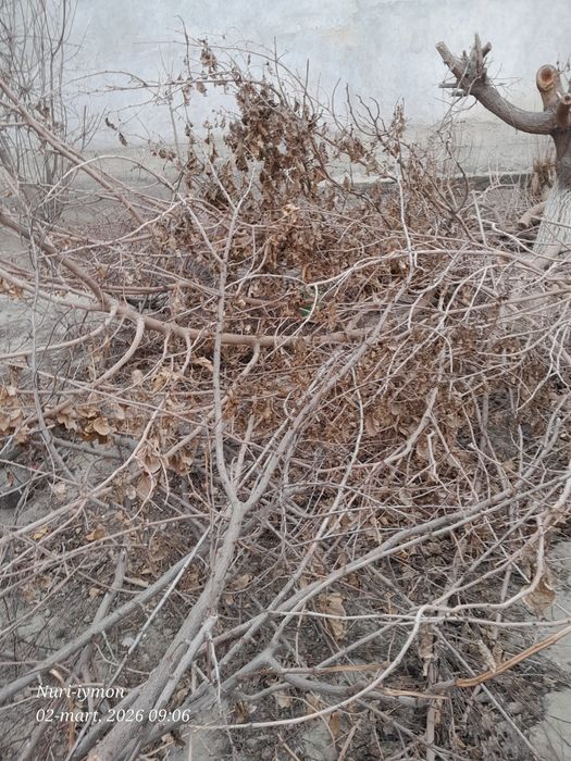 Mayda shox o‘tinlar sotiladi,  aralash qalin o‘tinlarxam bor