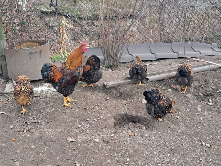 Oua wiandote GSG de vânzare