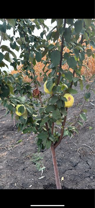 Casa + teren de vanzare