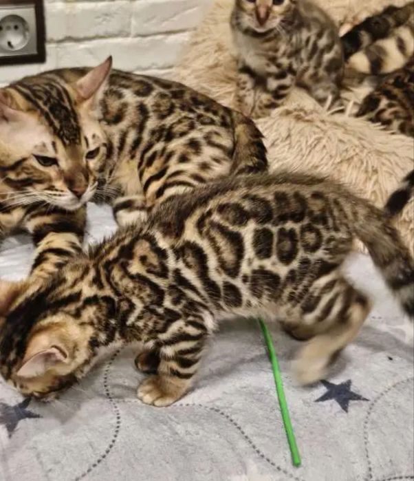 Бенгальские котята