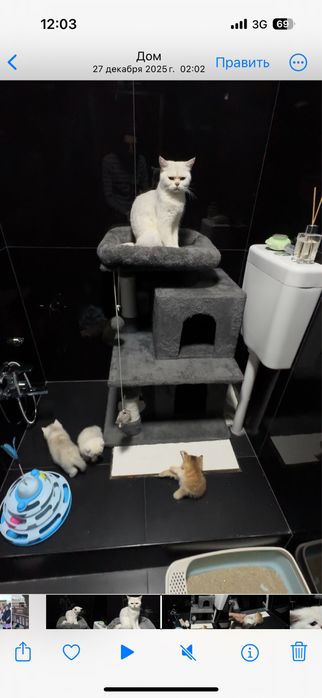 Қиз мушик сотилад. Шиншила.