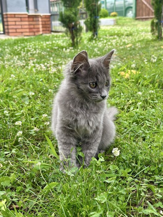 Maine coon Мейн Кун