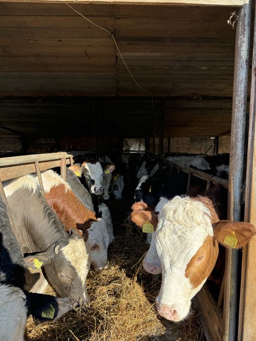 De vanzare taurasi si vitele