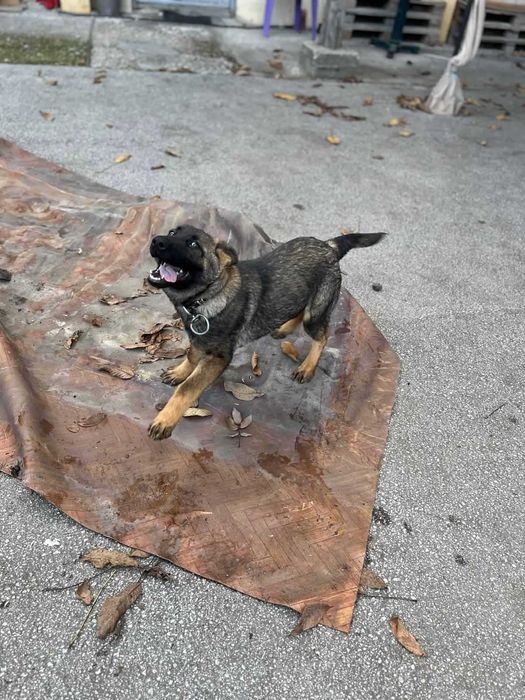 Немска Овчарка Женска | 6 месеца | 500 лв