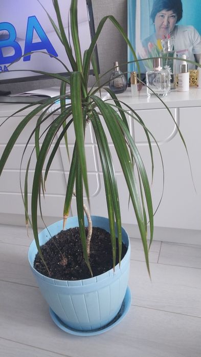 Продам комнатные  цветы.