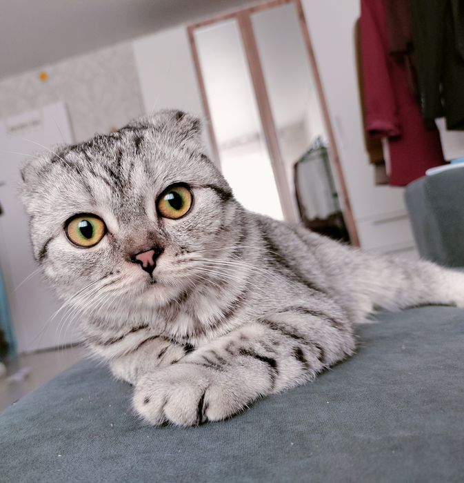 Котёнок ищет кота на вязку