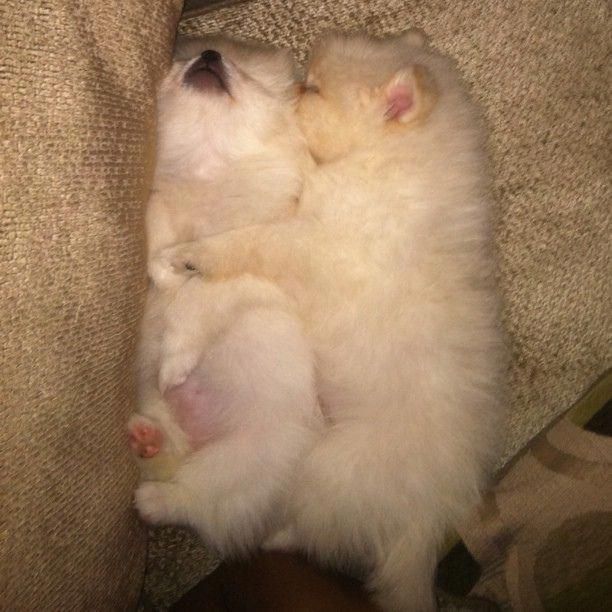 Открыт резерв на щенков шпица