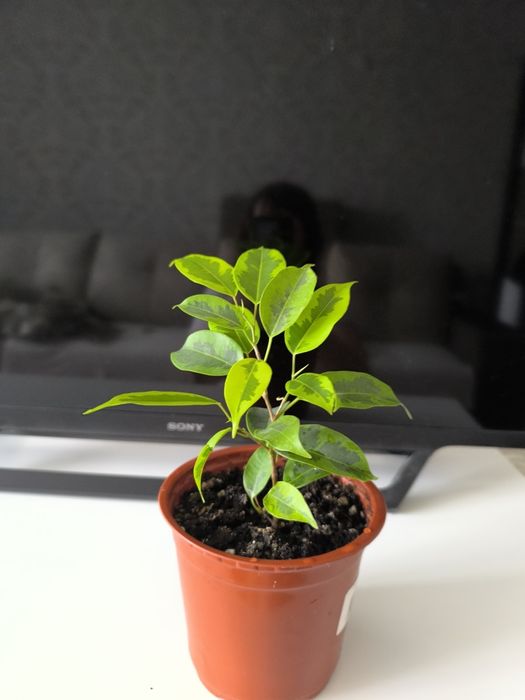 Фикус Бенджаминова