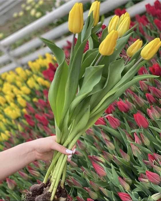 Тюльпаны оптом премиум сорт Шымкент от 370тг