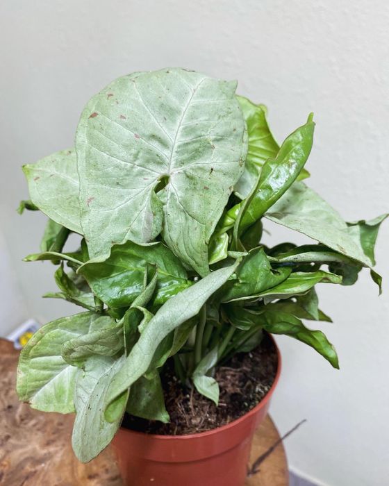 Сингониум Милк Конфетти