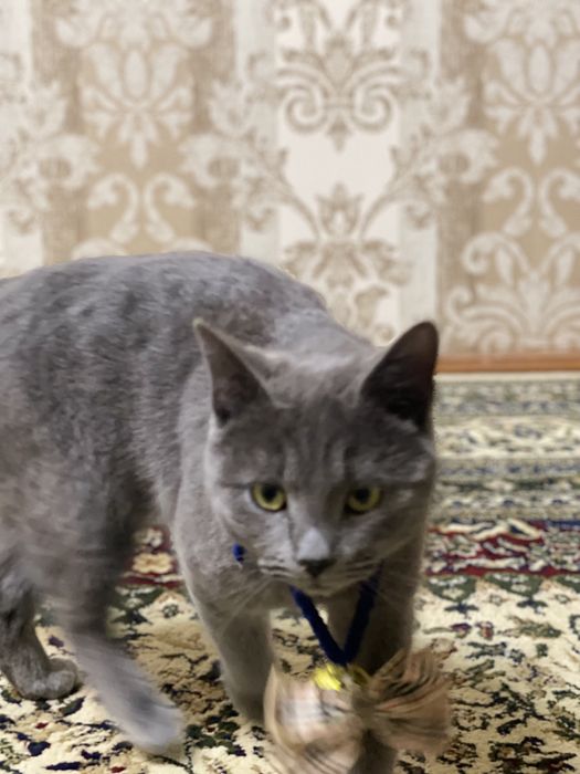 Scottish straight СРОЧНО!!