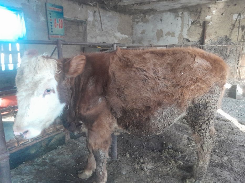 Продам бычков годовалый