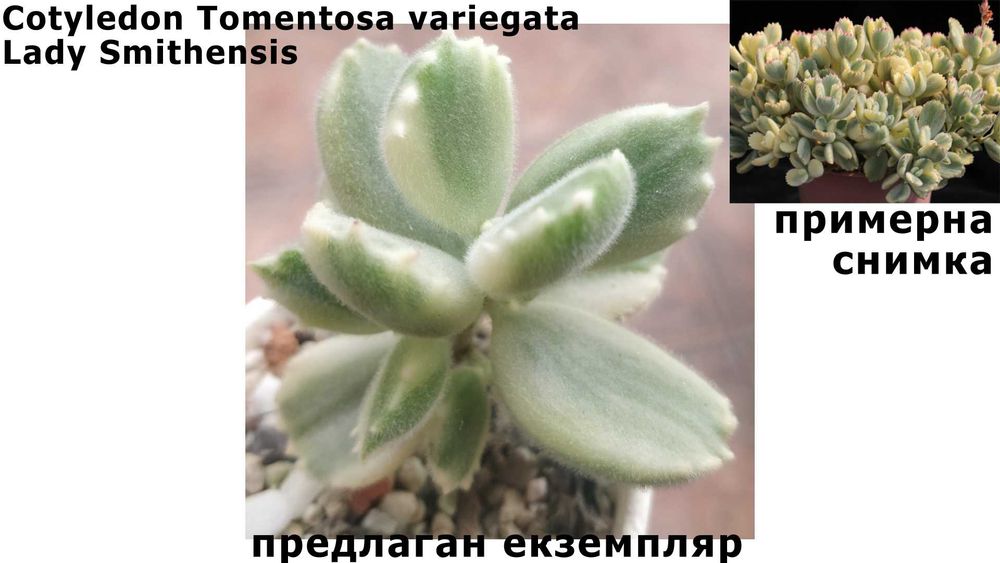 Котиледон Cotyledon Tomentosa variegata Lady Smithensis 3-5 см Сукулентно растение.