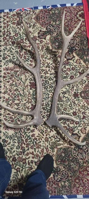 Кийек шохи кизикганла булса тел килила.