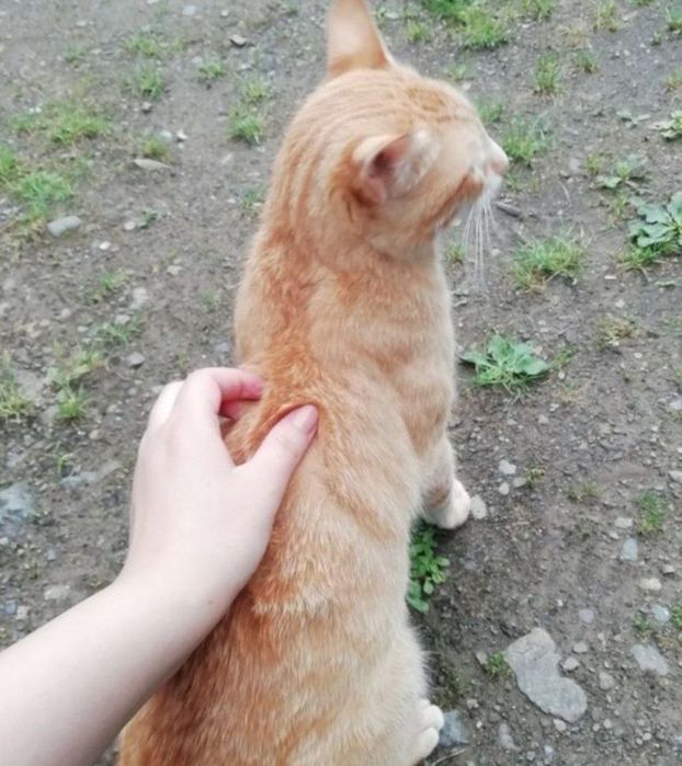 ОТДАМ ДАРОМ своего кота