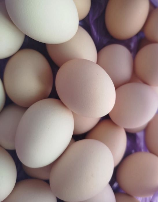 Продам домашнее яйцо