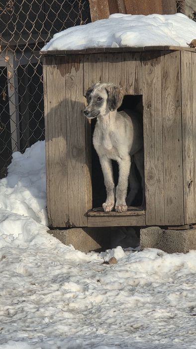 Тазы күшіктер / щенки тазы