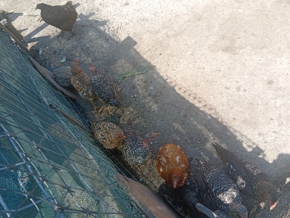 Găini românești de vânzare