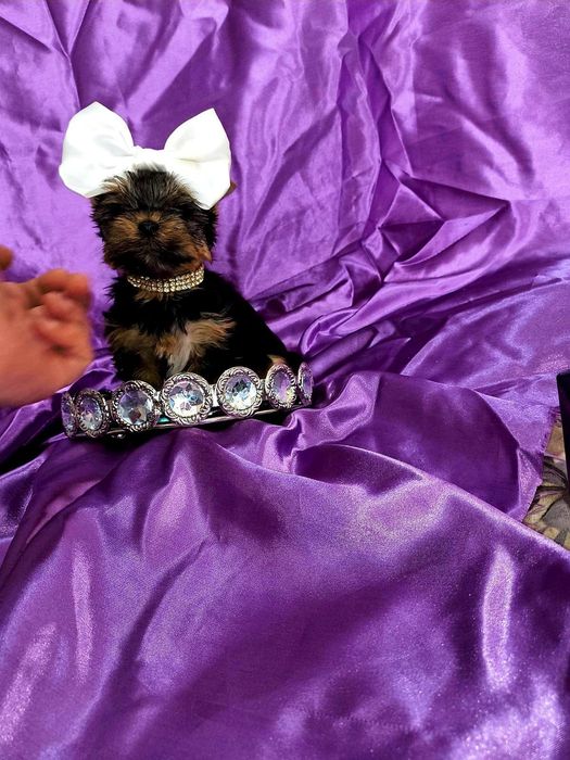 Йоркширски териер мини