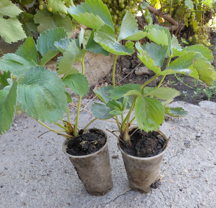 Продам саженцы клубники