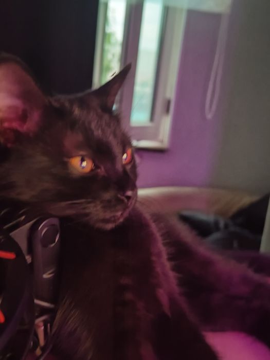 отдам котенка в добрые руки