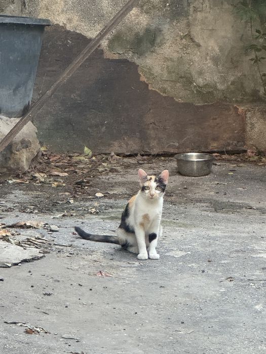 URGENT ADOPTIE Pisica calico 5 luni
