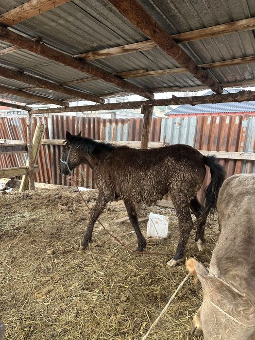 Тай лошадь байтал семиз тай