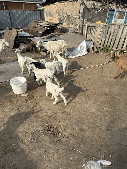 Шібіштер лағымен сүтті