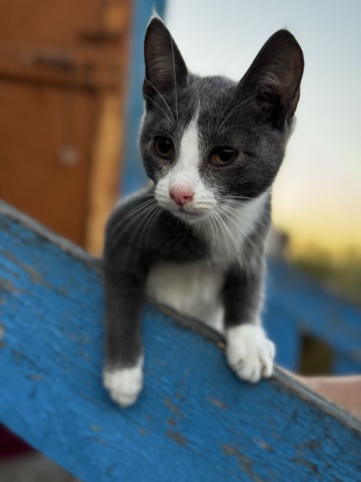Отдам котят, в хорошие руки