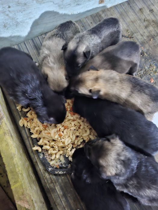 Малышам срочно нужен дом