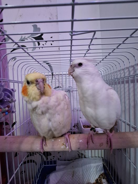 Pereche Papagali Nimfă