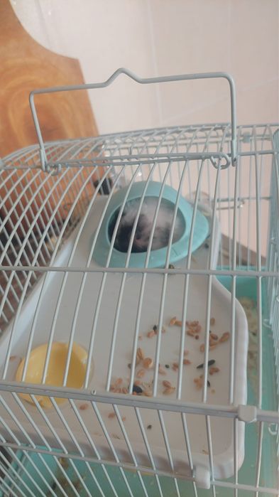 Хомячок с клеткой ,корм,наполнитель