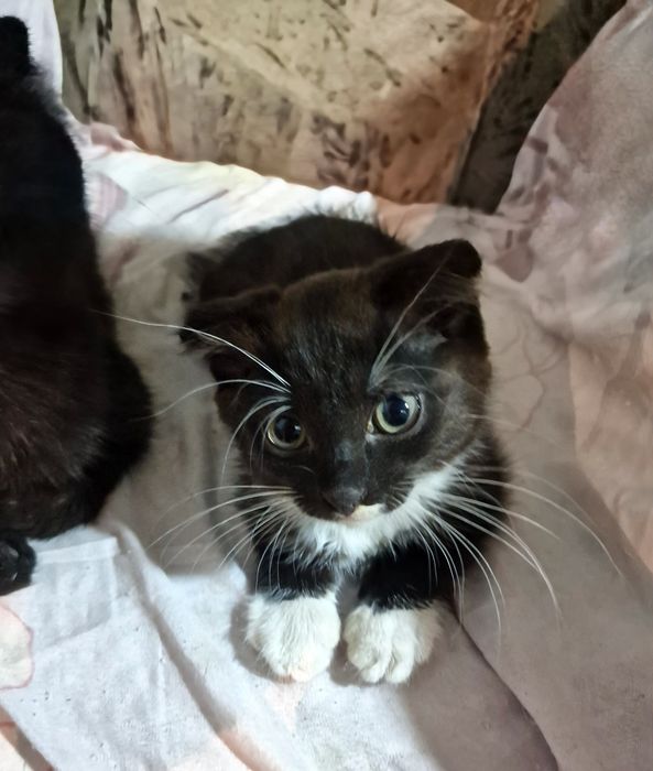 Котёнок ищет дом