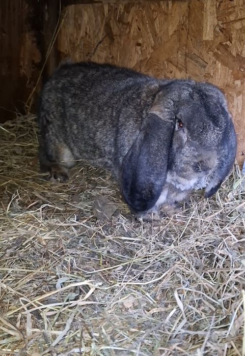 Mascul berbec german