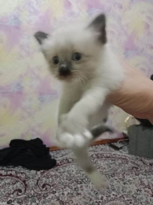 Отдам котят в добрые руки