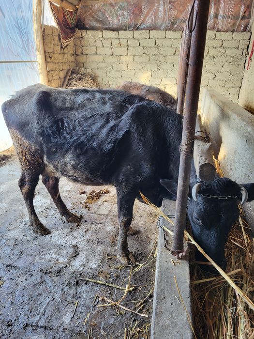 Якинда тукан сигир боласи билан сотилади