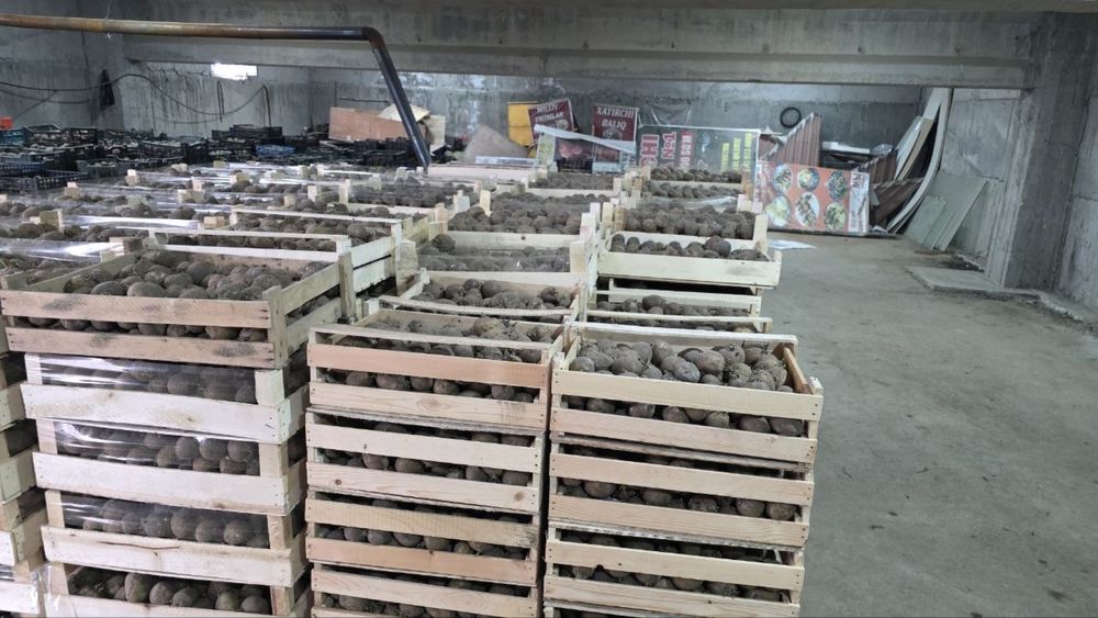 Urug’lik kartoshka Rossiya