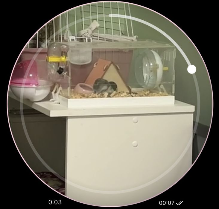 хомяк вместе с ДВУМЯ клетками