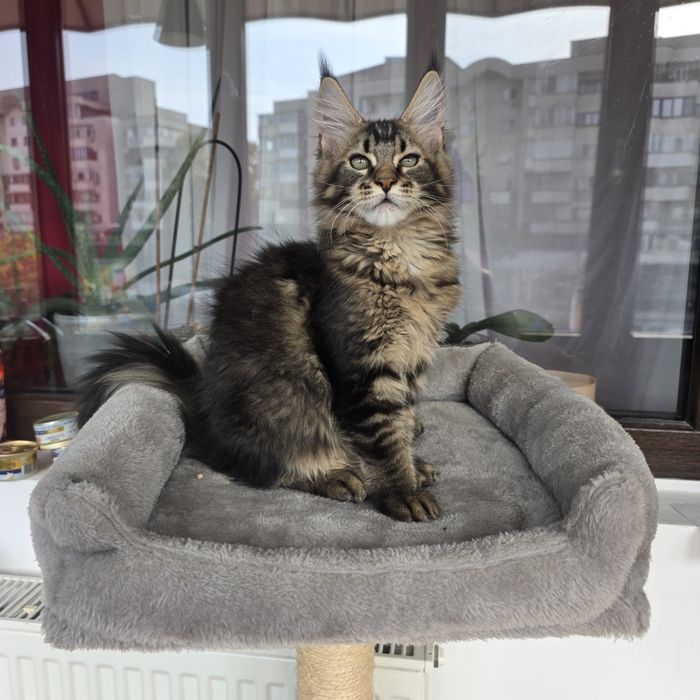 Fetita Maine Coon