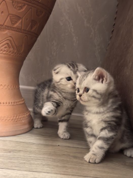 Продам котят (скоттиш страйт)